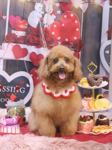 20250209チョコちゃん